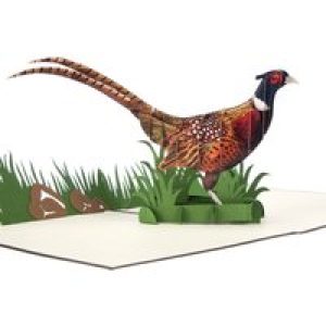 Wild Pheasant Pop Up Card